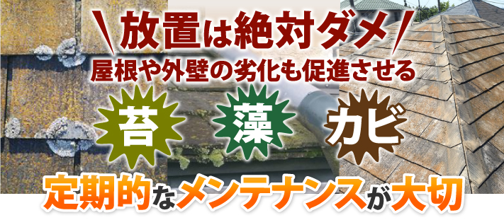 放置は絶対ダメ!　屋根や外壁の劣化を促進させる苔・藻・カビ