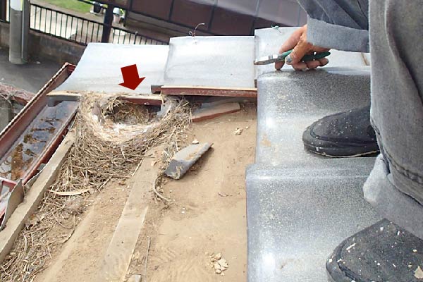 瓦屋根の下に作られた鳥の巣