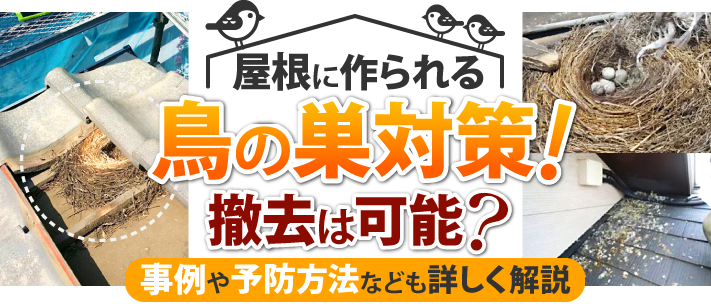 屋根に作られる鳥の巣対策！撤去は可能？