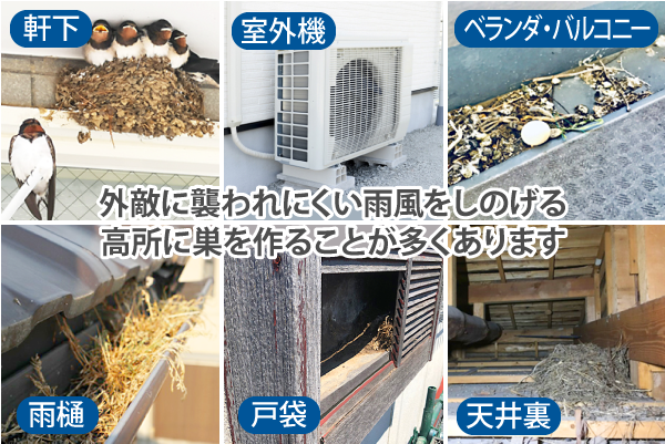外敵に襲われにくい雨風をしのげる高所に巣を作ることが多くあります