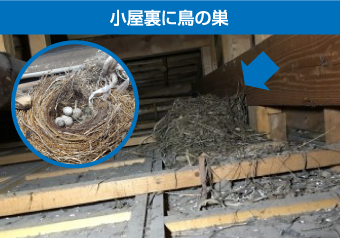 小屋裏に鳥の巣