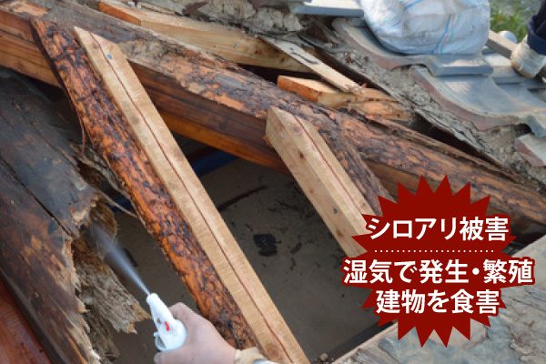 シロアリ被害