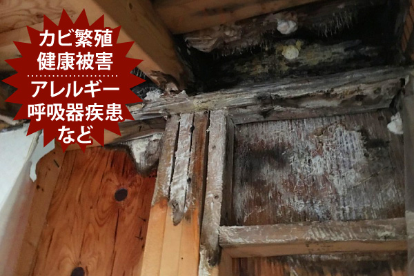 カビ繁殖、健康被害