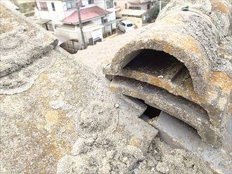 葛飾区　苔の発生