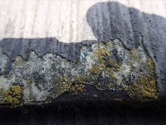 ブログタイトル