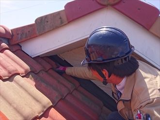 江戸川区スズメ001