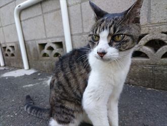 江戸川区一階雨漏り005