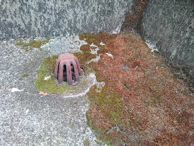 排水口の回りは雨水が集まるのでコケが生えやすい部分です