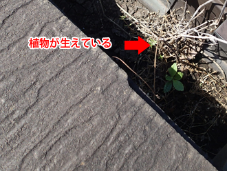 町田市金井　雨樋に土が詰まって植物が生えている