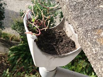 集水器から植物が生えている