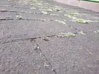 雨で常に濡れるのでコケが繁殖します