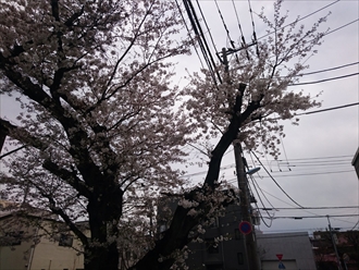 桜が咲いています