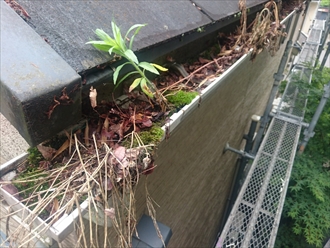 落ち葉が詰まった雨樋