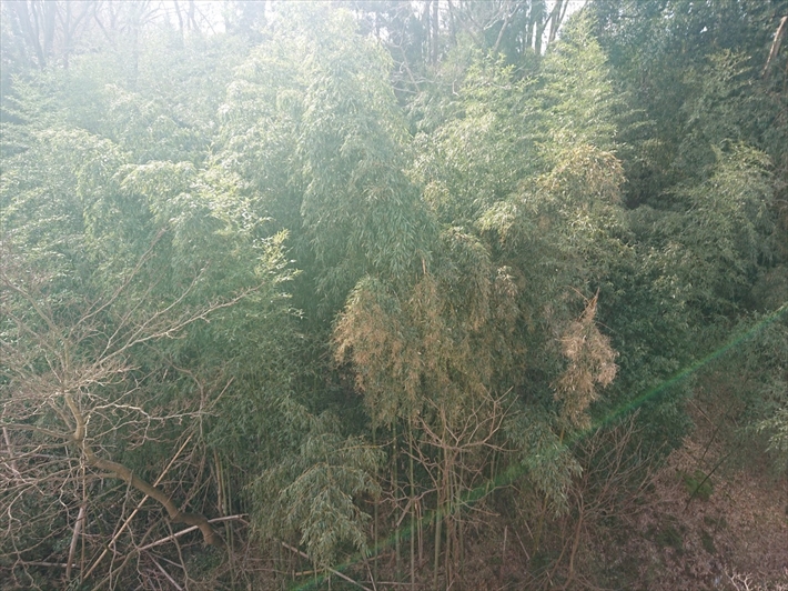 回りに木があると屋根の汚れが早まります