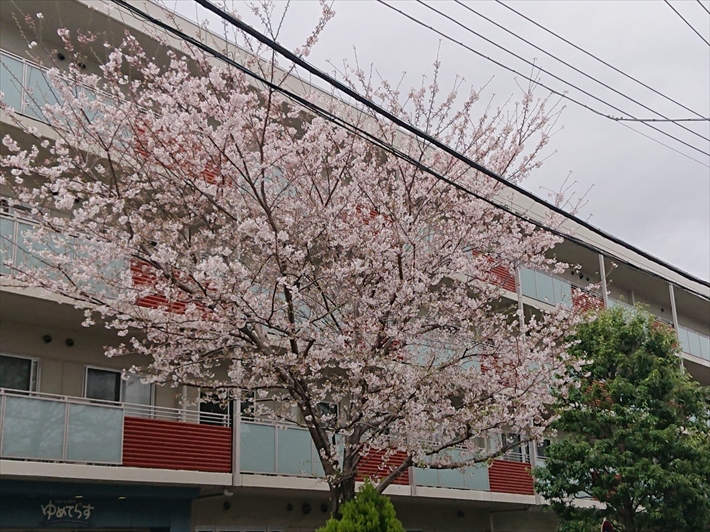 桜が満開です