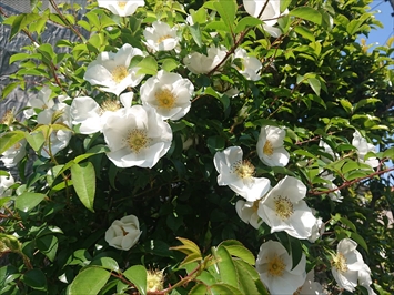 綺麗に花が咲いていました