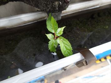 植木鉢状態の雨樋