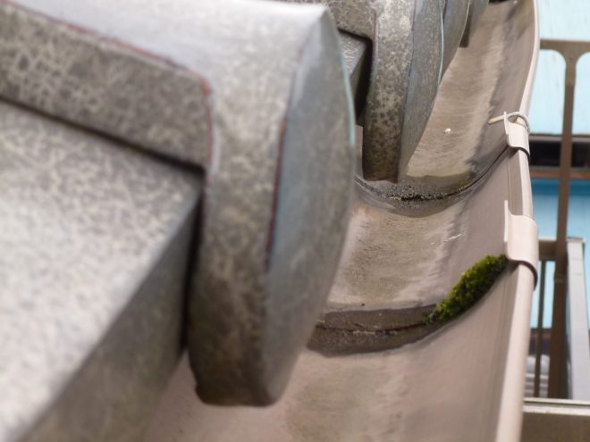 雨樋の継ぎ目に苔