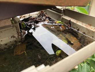 落ち葉が堆積した雨樋