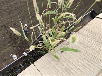 草が生えた雨樋アップ