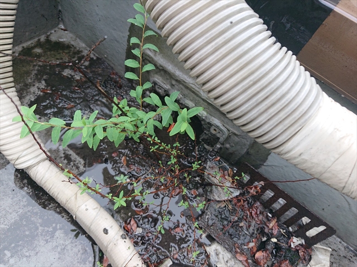 防水が切れてそこから草が生えています