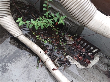 草が生えた屋上防水の排水口