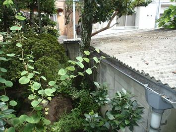 植栽と小波スレート屋根