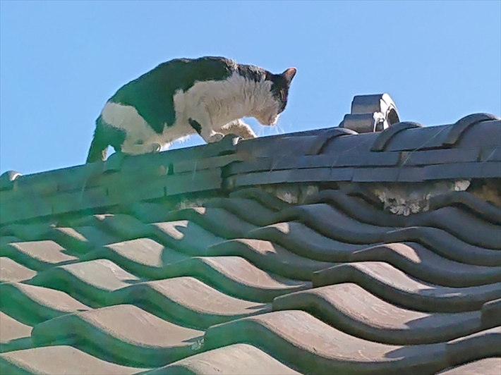 猫が屋根に上っていました