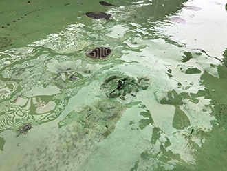 膨れて破れたバルコニー防水