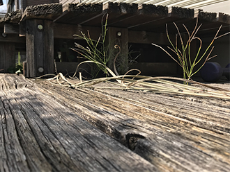 植物の生えた縁台