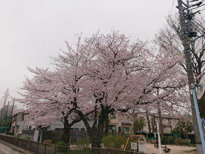 満開の桜