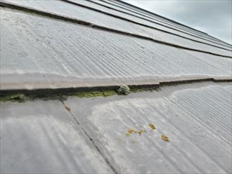 スレート屋根の防水性が低下し苔が発生