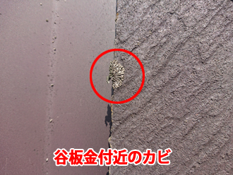 谷板金付近に発生したカビ