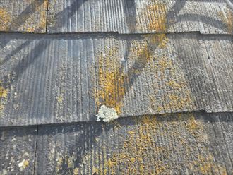 スレート屋根の苔・藻・カビ