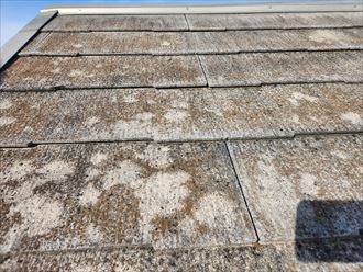 スレート屋根の防水性が低下して苔・藻・カビが発生