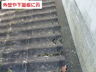 苔