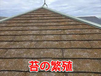 スレートの苔の繁殖