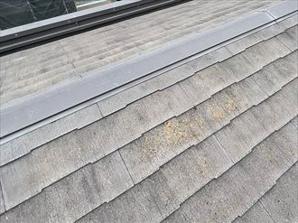 屋根材に藻の発生