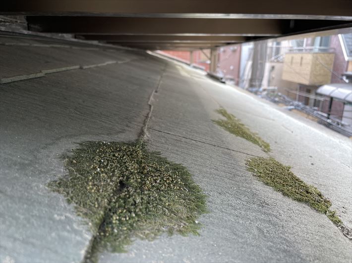 屋根材に苔の発生