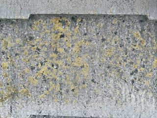 屋根材に藻の発生の様子