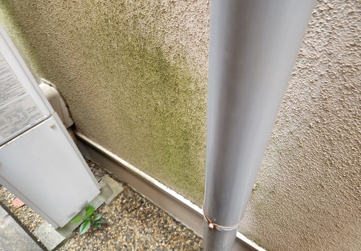 外壁面のコケにも要注意