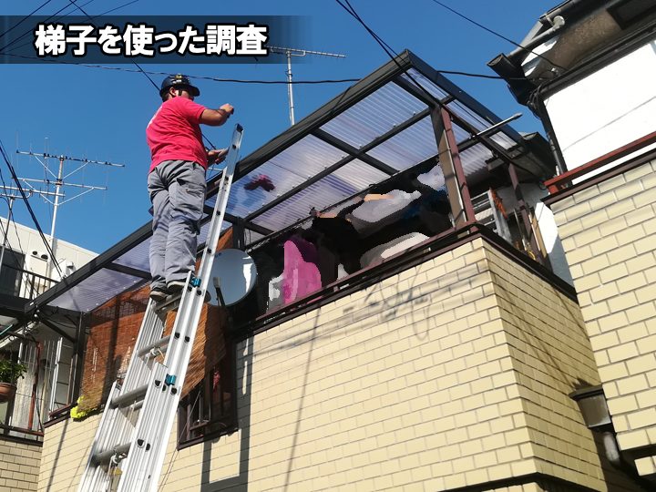 梯子を使った調査の様子