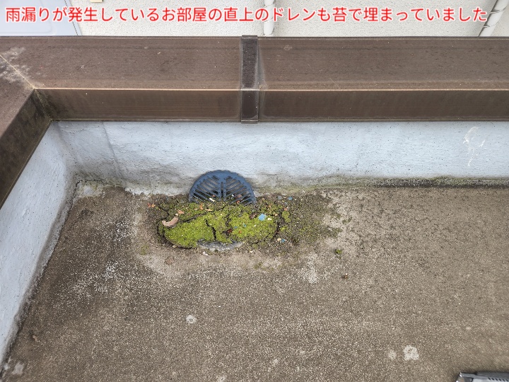 ドレンが苔で埋まっていました