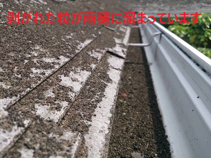 剥がれた粒が雨樋に溜まっています