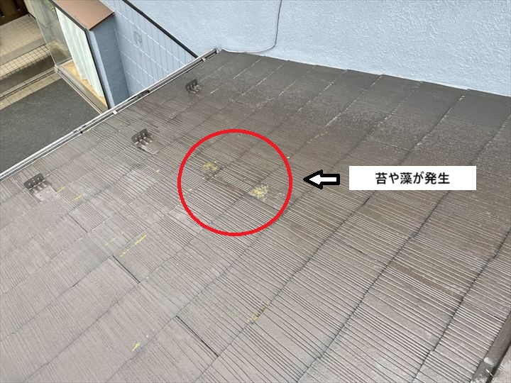 屋根に発生した苔や藻