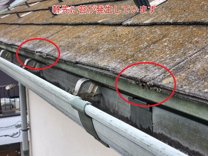 軒先にコケが発生している状態を赤丸で示した画像。