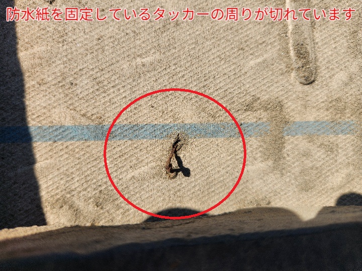 タッカーの周りの防水紙が切れています
