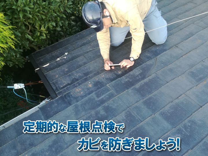 定期的な屋根点検でカビを防ぎましょう！