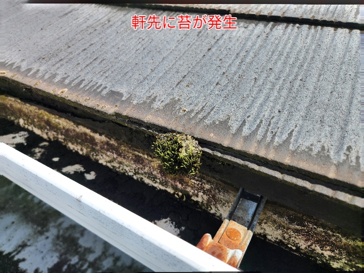 軒先に苔が発生