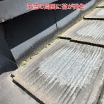 天窓の周囲に苔が発生